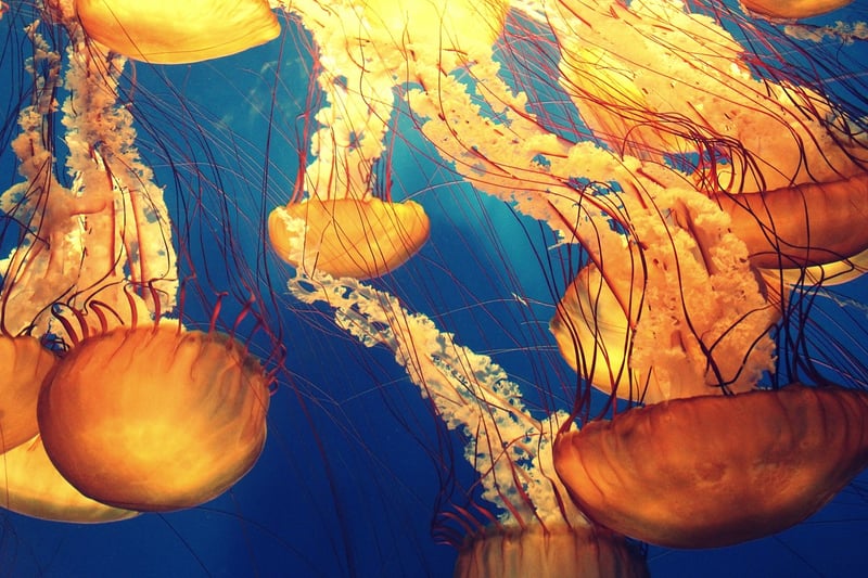 Deep Sea Creature Encounters